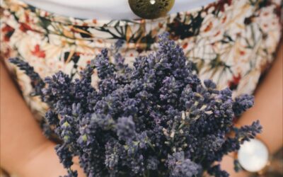 La Lavanda: Un Elisir di Tranquillità e Benessere Naturale